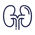 Kidneys